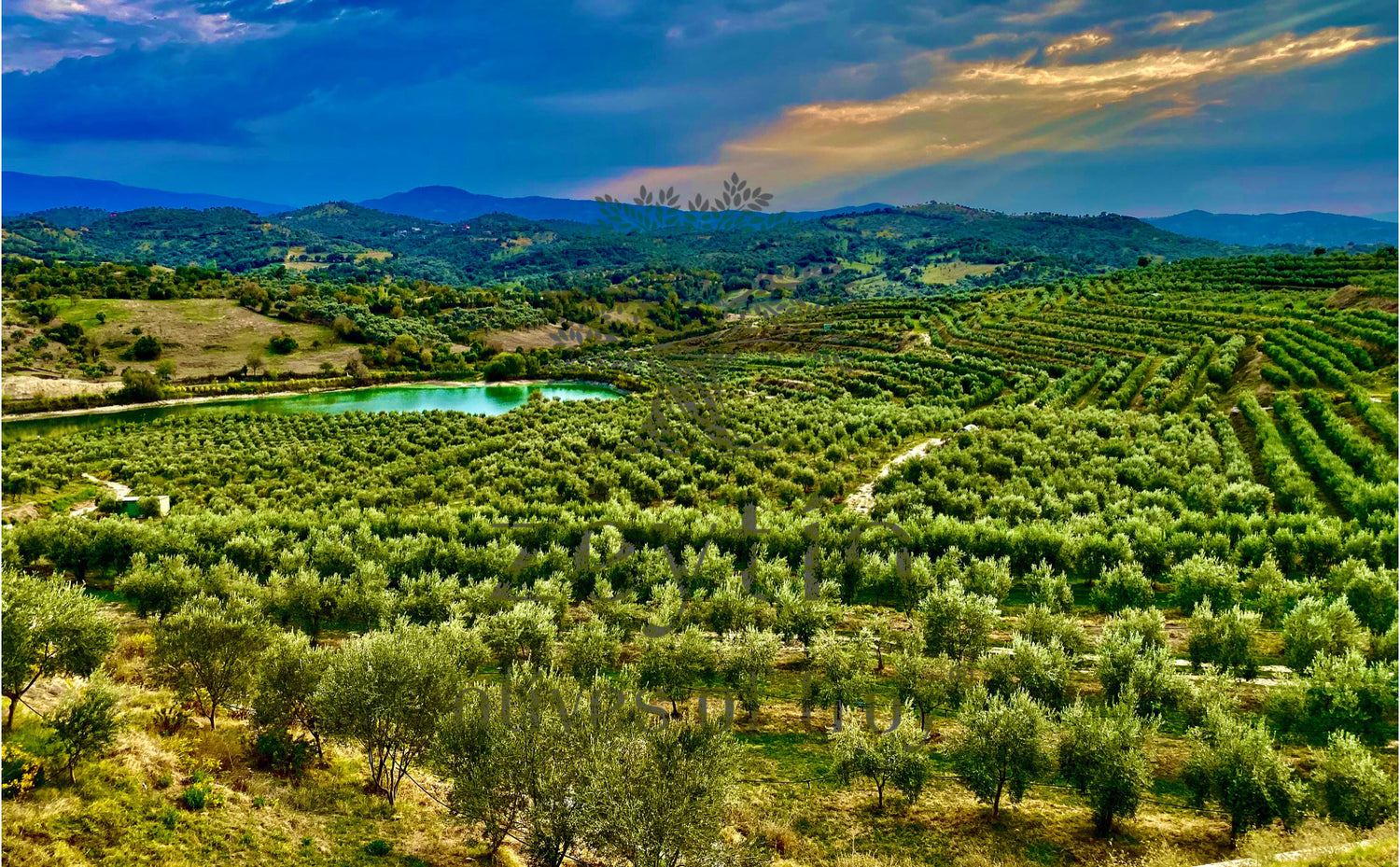 Watch Zeytin's Olive Oil Harvest to learn how our awarded extra virgin olive oils are made year after year